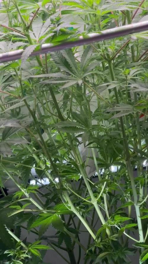 The Real Exodus Explorer