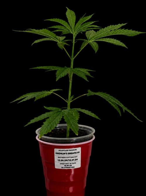 Gremlin‘s Breath Champelli x Sensi. Week 6 - Her daughter on Day 0/19