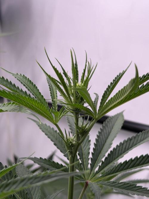 Gremlin‘s Breath Champelli x Sensi. Week 6