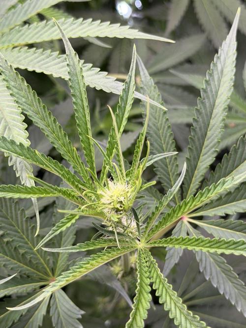 Gremlin‘s Breath Champelli x Sensi. Week 6