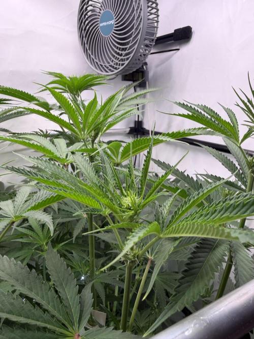 Gremlin‘s Breath Champelli x Sensi. Week 6 - All actual Pictures and Videos are from Day 19 12/12