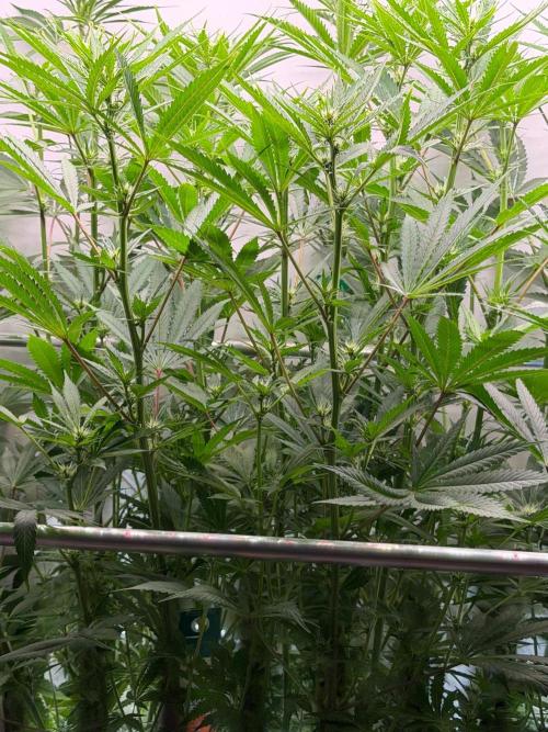 Exodus Cheese. Week 7