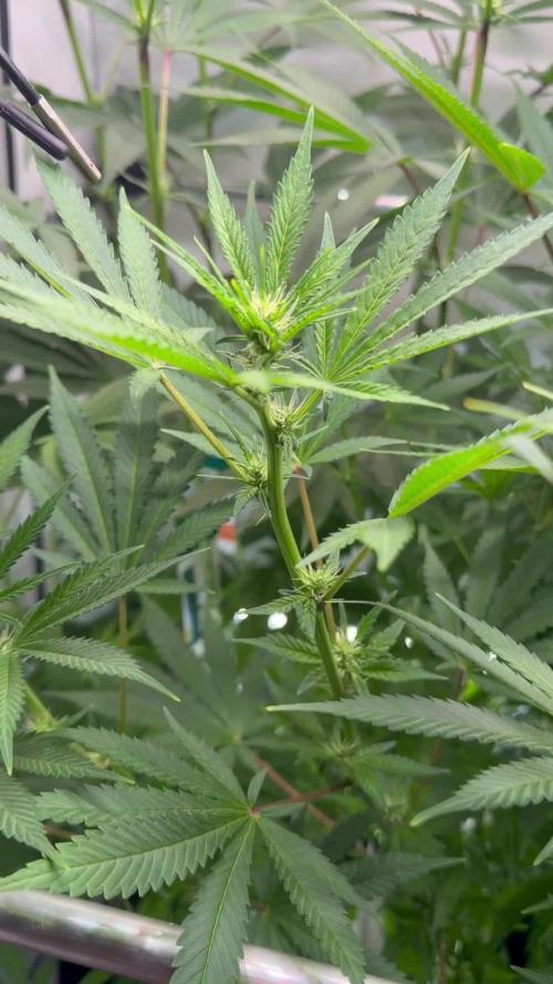 Exodus Cheese