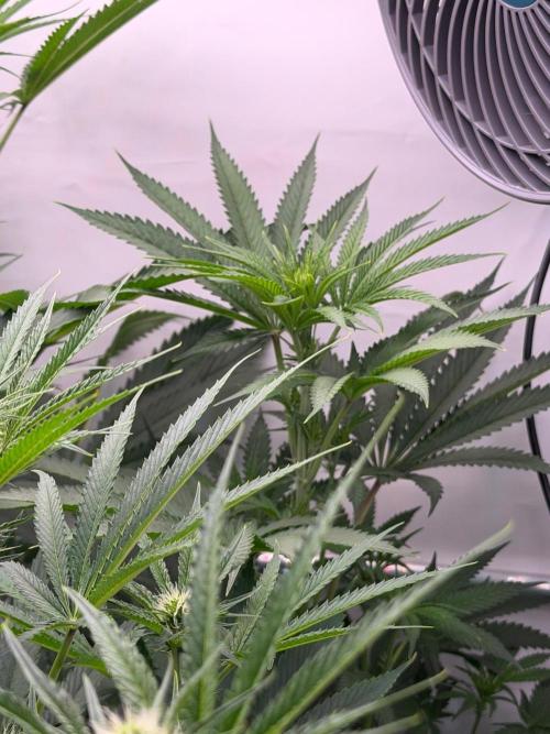 Gremlin‘s Breath. Week 7 - I live grow diaries and the awesome bugs wich makes your day Perfect 🤣🤣🤣🍀