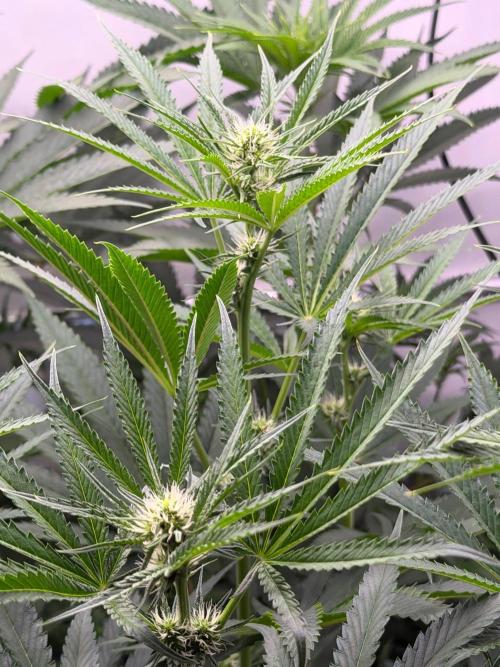 Gremlin‘s Breath. Week 7 - Thanks grow diaries I dropped them in Week 4 and it bugged back to Week 3 🤣🤣🤣