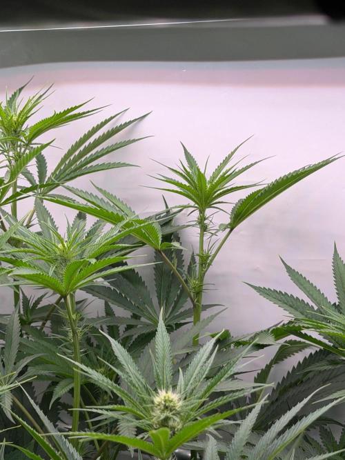 Gremlin‘s Breath. Week 7