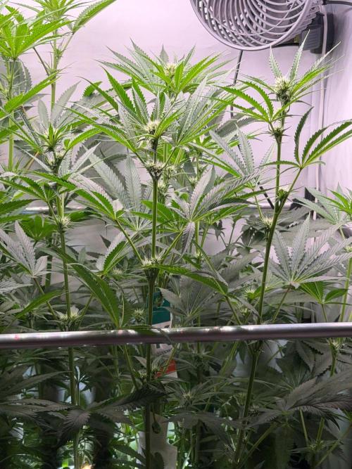 Gremlin‘s Breath. Week 7