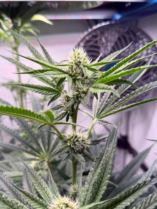Gremlin‘s Breath. Week 8 - Day 29