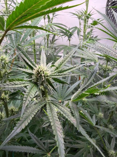 Gremlin‘s Breath. Week 8