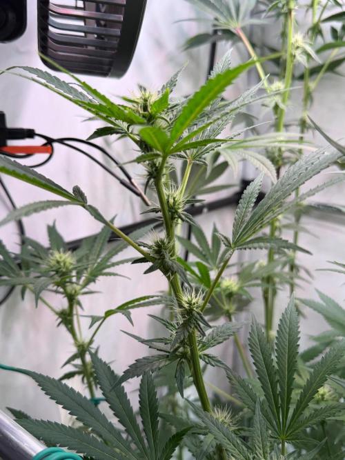 Exodus Cheese. Week 8