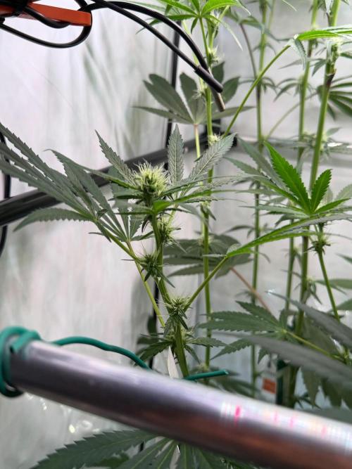 Exodus Cheese. Week 8