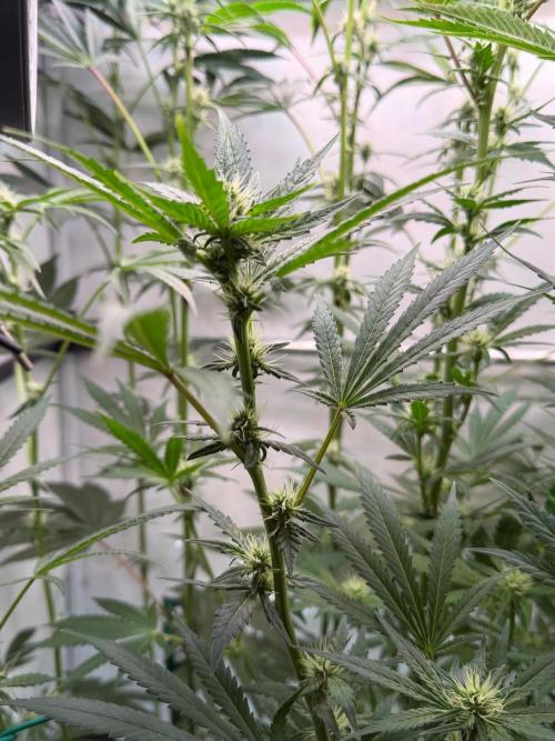 Exodus Cheese. Week 8 - Day 29