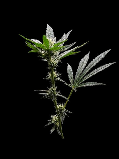 Exodus Cheese. Week 8