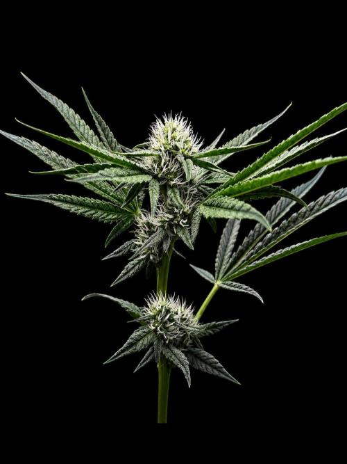 Gremlin‘s Breath. Week 8 - Fastest Girl in town 
Beste Pferd im Stall 🤣