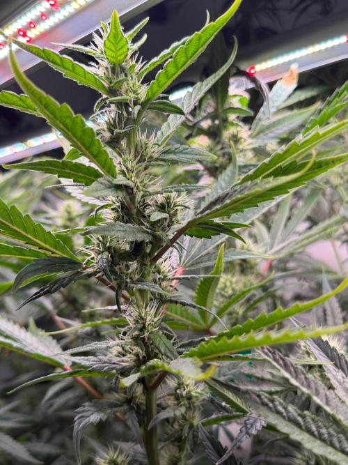 Exodus Cheese. Week 8