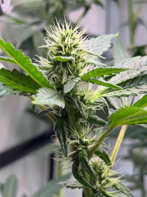 Exodus Cheese. Week 8