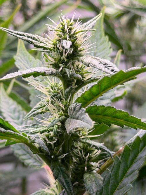 Exodus Cheese. Week 8