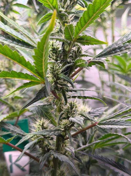 Exodus Cheese. Week 8