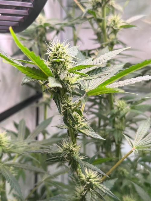 Exodus Cheese. Week 8