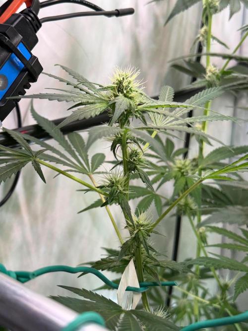 Exodus Cheese. Week 8