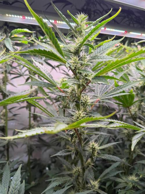Exodus Cheese. Week 8