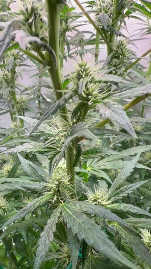 Exodus Cheese