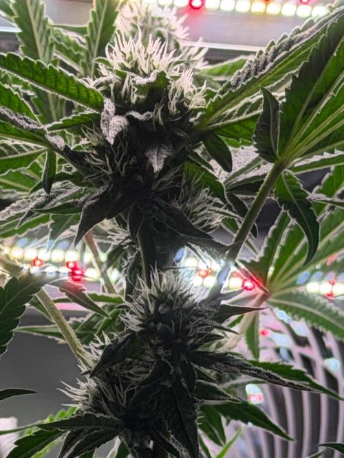 Gremlin‘s Breath. Week 8