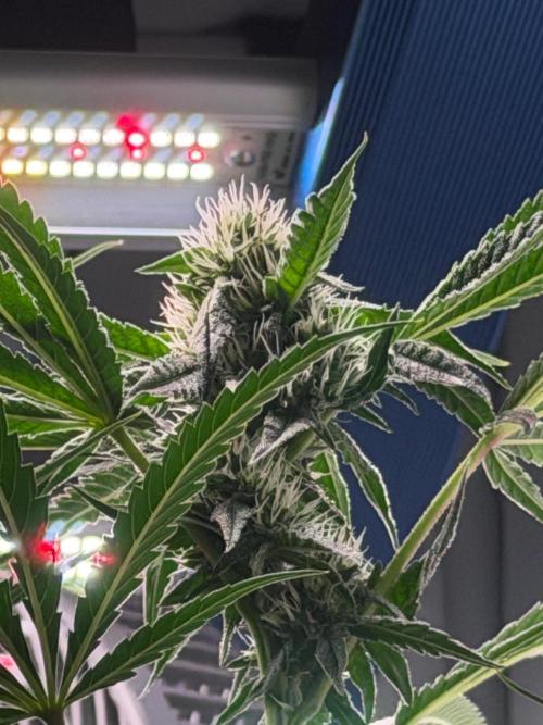 Gremlin‘s Breath. Week 8