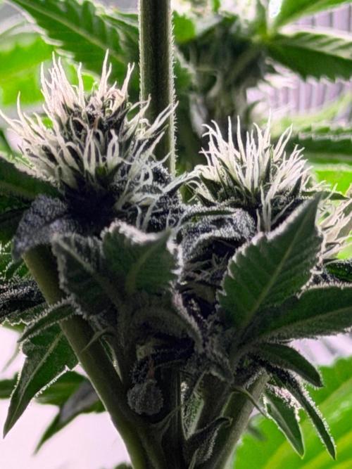 Gremlin‘s Breath. Week 8
