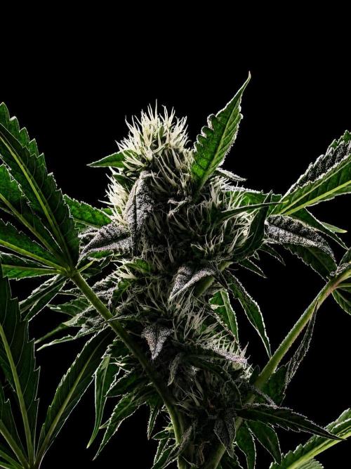 Gremlin‘s Breath. Week 8