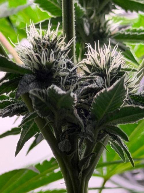Gremlin‘s Breath. Week 8