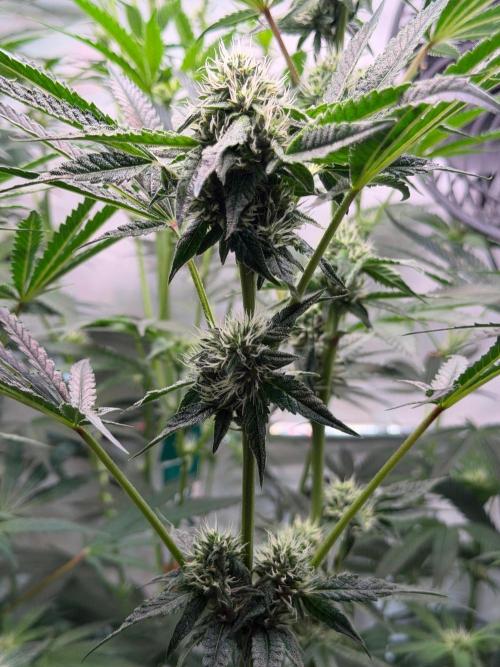 Gremlin‘s Breath. Week 8