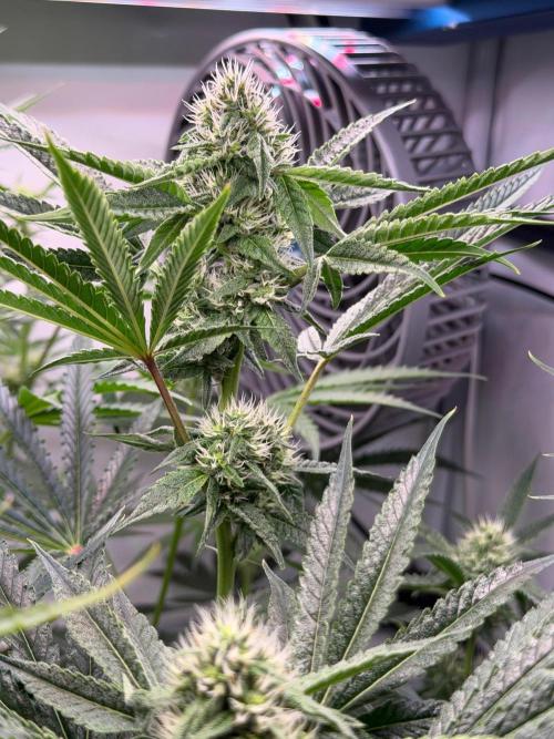 Gremlin‘s Breath. Week 8
