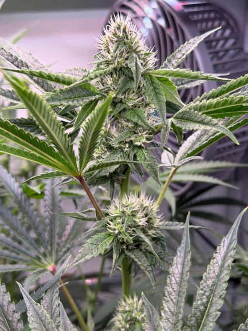 Gremlin‘s Breath. Week 8