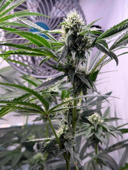 Gremlin‘s Breath. Week 8