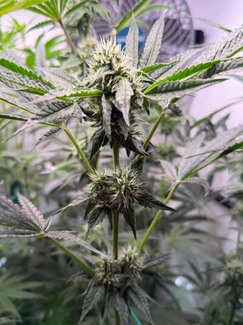 Gremlin‘s Breath. Week 8