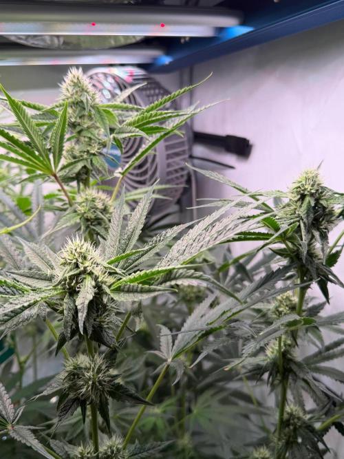 Gremlin‘s Breath. Week 8