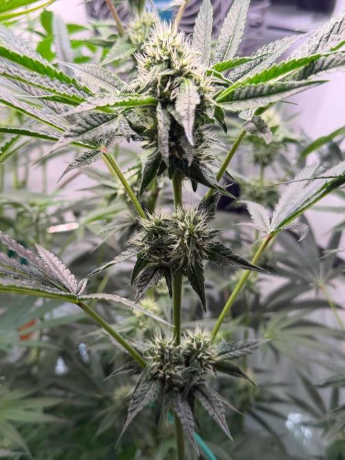 Gremlin‘s Breath. Week 8