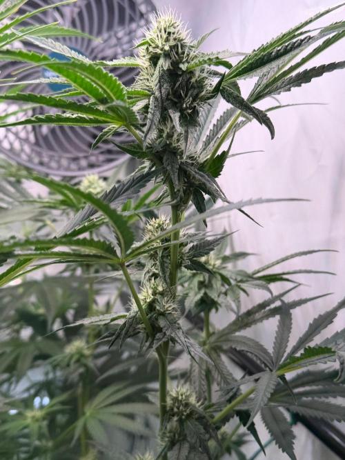 Gremlin‘s Breath. Week 8