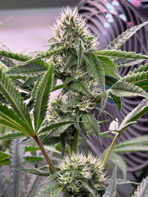 Gremlin‘s Breath. Week 8