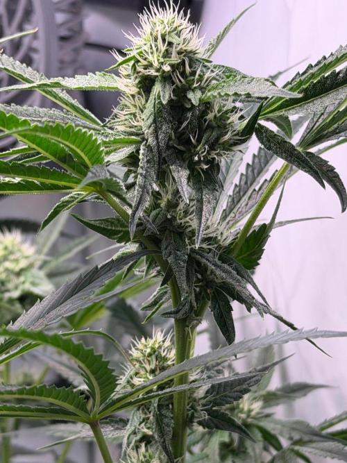 Gremlin‘s Breath. Week 8