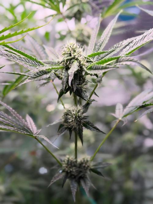 Gremlin‘s Breath. Week 8