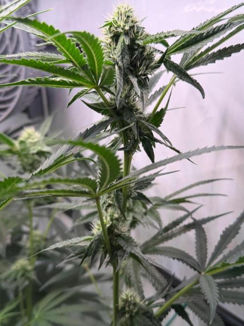 Gremlin‘s Breath. Week 8