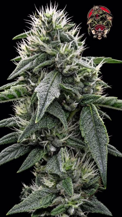Gremlin's Breath Fem. Week 8