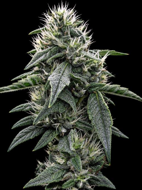 Gremlin‘s Breath. Week 8