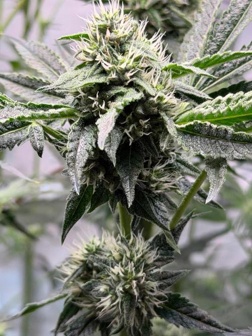 Gremlin‘s Breath. Week 8