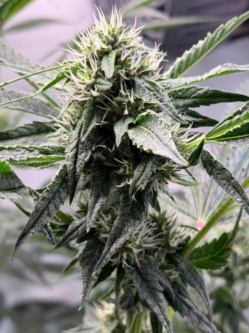 Gremlin‘s Breath. Week 8