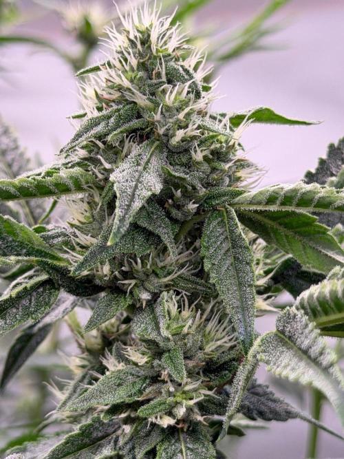 Gremlin‘s Breath. Week 8