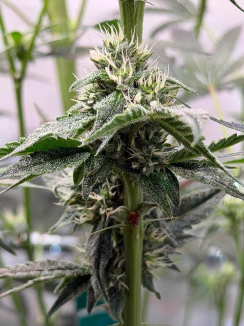 Gremlin‘s Breath. Week 8