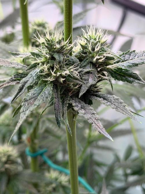 Gremlin‘s Breath. Week 8